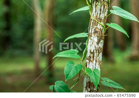 tree and vine 65475890