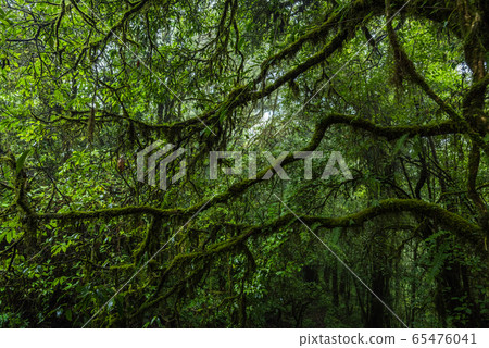 Tropical rain forest 65476041