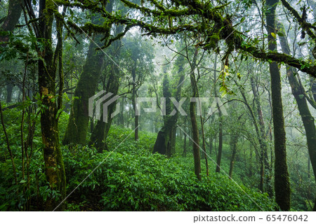 Tropical rain forest 65476042