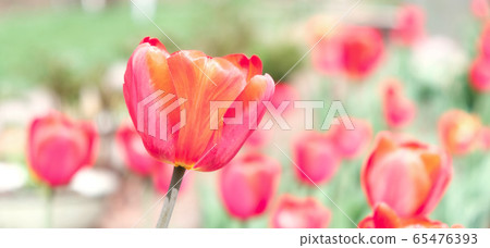 Tulip flower with green leaf background in tulip 65476393
