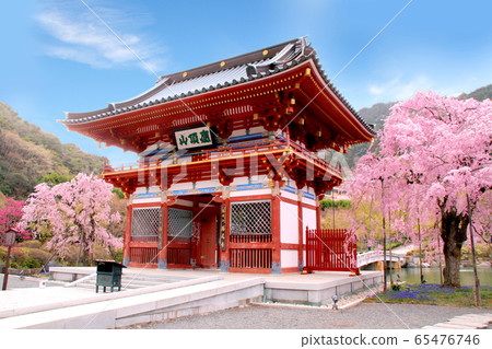 Cherry blossoms at Katsuoji 65476746