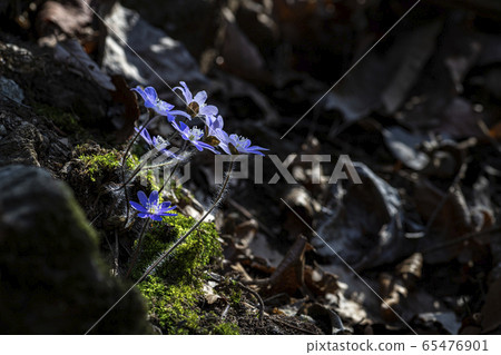 Korean Wildflower Korean Wildflower 65476901