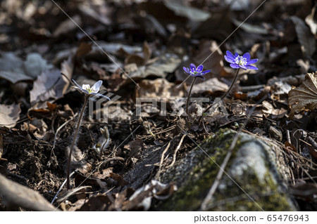 Korean Wildflower 65476943