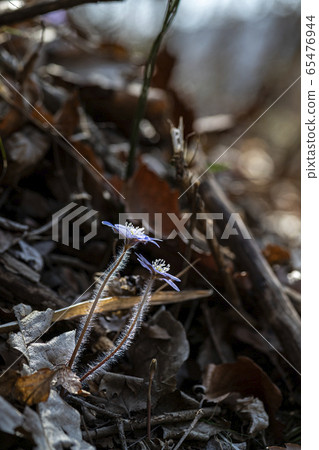 Korean Wildflower 65476944