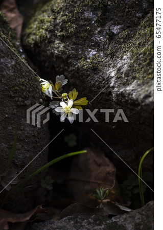 Korean Wildflower 65477175