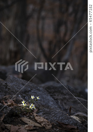 Korean Wildflower 65477182