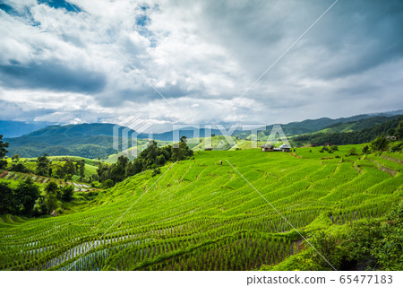 Paddy Rice Field Plantation Landscape with Paddy Rice Field Plantation Landscape with 65477183