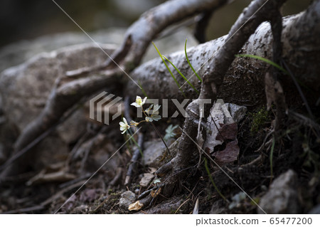 Korean Wildflower Korean Wildflower 65477200