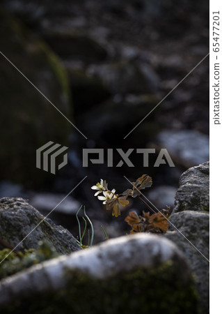 Korean Wildflower 65477201