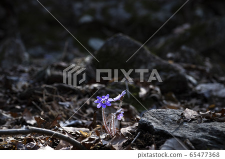 Korean Wild Flowers 65477368