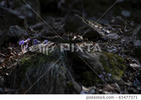 Korean Wild Flowers Korean Wild Flowers 65477371