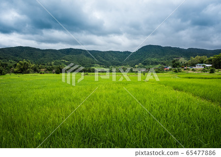 Paddy Rice Field Plantation Landscape 65477886