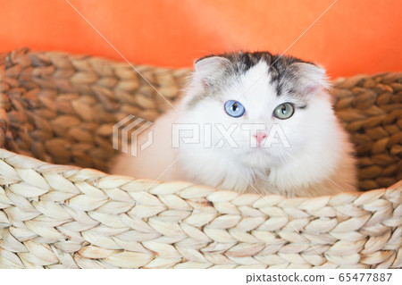 Oddeye cat in the basket Oddeye cat in the basket 65477887