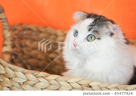 Oddeye cat in the basket 65477924