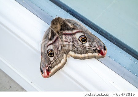 The female Saturnia pavoniella, a southern cousin of the Emperor moth The female Saturnia pavoniella, a southern cousin of the Emperor moth 65478019