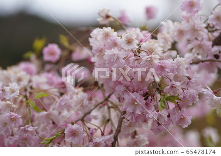 Katsuoji mountain cherry blossoms 65478174