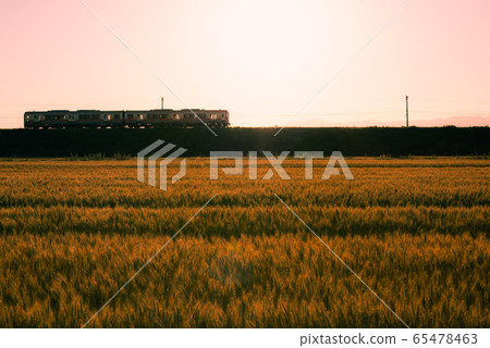 Wheat field and train at sunset Wheat field and train at sunset 65478463