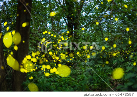 Firefly flying at night in the forest Firefly flying at night in the forest 65478597