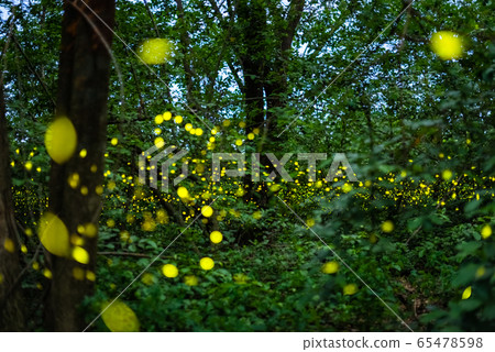 Firefly flying at night in the forest Firefly flying at night in the forest 65478598