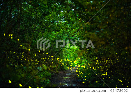 Firefly flying at night in the forest Firefly flying at night in the forest 65478602