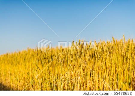 Wheat image Wheat image 65478638