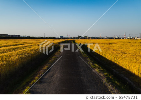 鄉村道路和麥田 65478731