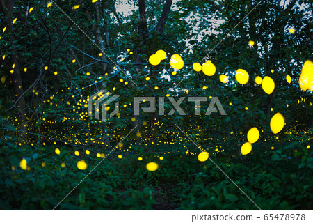 Firefly flying at night in the forest Firefly flying at night in the forest 65478978