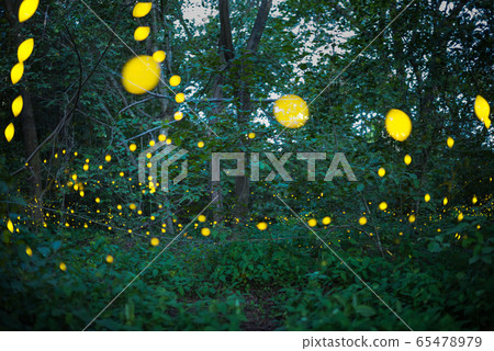 Firefly flying at night in the forest Firefly flying at night in the forest 65478979