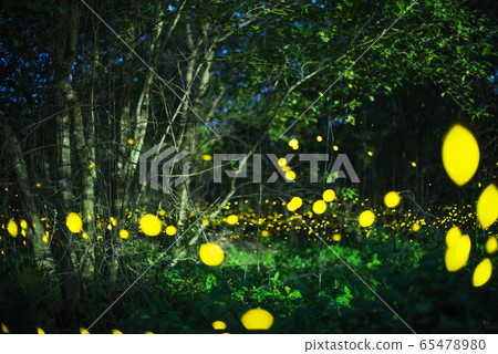 Firefly flying at night in the forest Firefly flying at night in the forest 65478980
