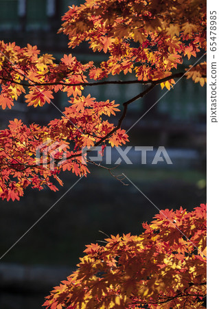 Autumn leaves Gyeongbokgung Autumn leaves Gyeongbokgung 65478985