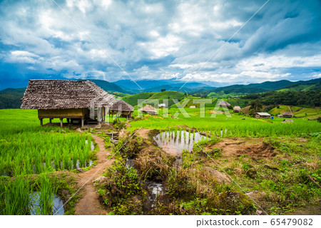 Paddy Rice Field Plantation Landscape with 65479082