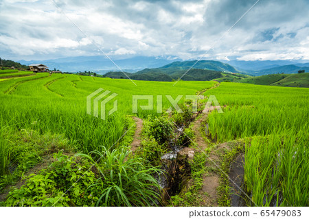Paddy Rice Field Plantation Landscape with 65479083