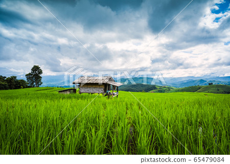 Paddy Rice Field Plantation Landscape with 65479084