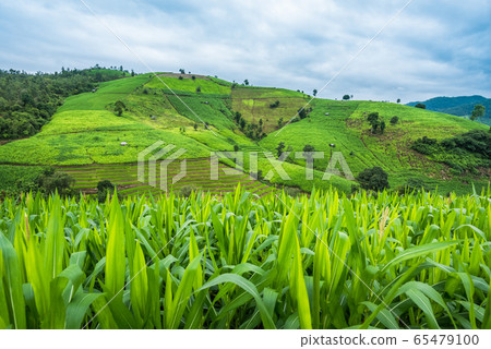 Corn farm plantation on hill landscape with Corn farm plantation on hill landscape with 65479100