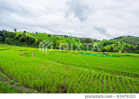 Paddy Rice Field Plantation Landscape with Paddy Rice Field Plantation Landscape with 65479101