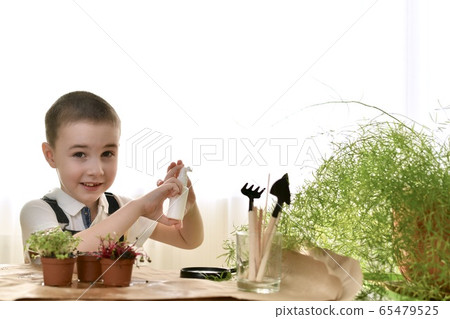 The child takes care of the house plant, looks and 65479525