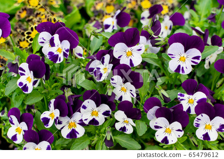 Purple Colored Pansies Closeup. Flowerbed with 65479612