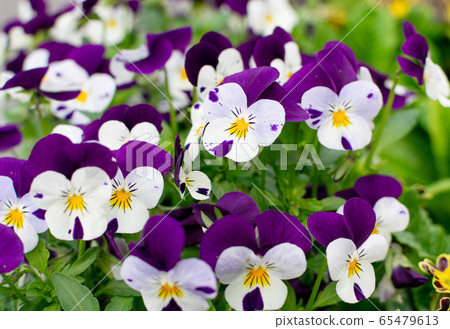 Purple Colored Pansies Closeup. Flowerbed with Purple Colored Pansies Closeup. Flowerbed with 65479613