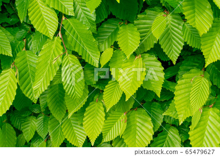 Young Light Green Spring Leaves in Sunshine Day Young Light Green Spring Leaves in Sunshine Day 65479627