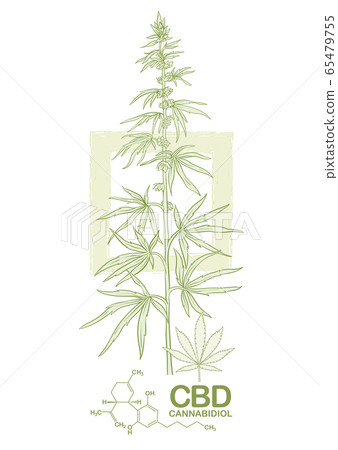 Hemp, Cannabis plant. Template, poster, card 65479755