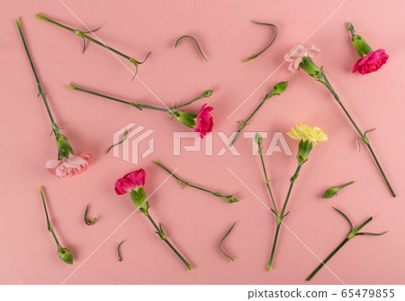 Fresh Carnation Flower, Dianthus or Schabaud 65479855