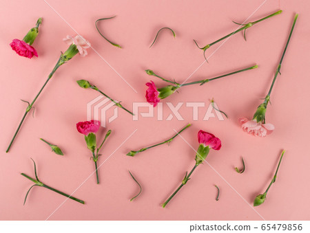 Fresh Carnation Flower, Dianthus or Schabaud 65479856