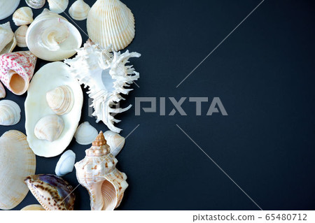 Composition of exotic sea shells on black Composition of exotic sea shells on black 65480712