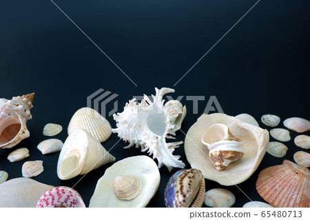 Composition of exotic sea shells on black 65480713