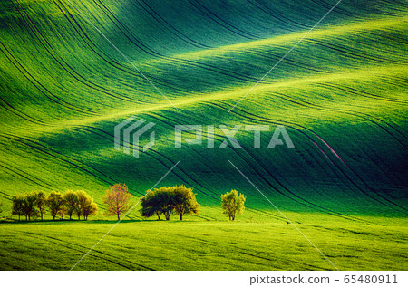 Green grass field background Green grass field background 65480911