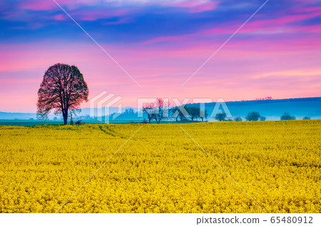 Sunrise and rapeseed Sunrise and rapeseed 65480912