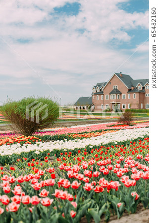 many flowers rows colored tulips field building 65482160
