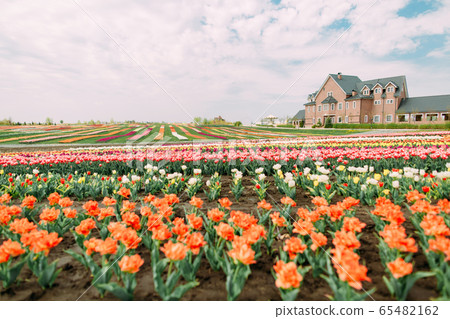 many flowers rows colored tulips field building many flowers rows colored tulips field building 65482162