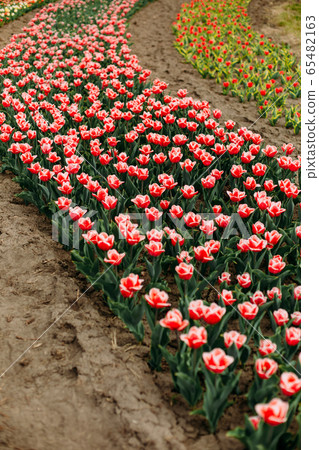 many flowers rows colored tulips curly flowerbed many flowers rows colored tulips curly flowerbed 65482163