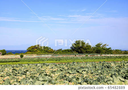 Field (early summer) Field (early summer) 65482889